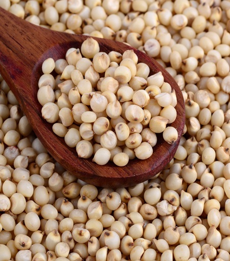 sorghum-millet